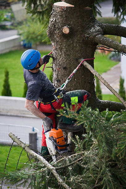 How Our Tree Care Process Works  in  Saranac, MI